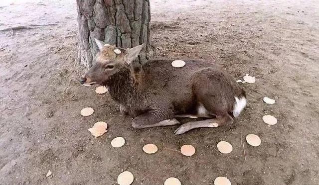 世界各地如果没有中国游客,该有多无聊