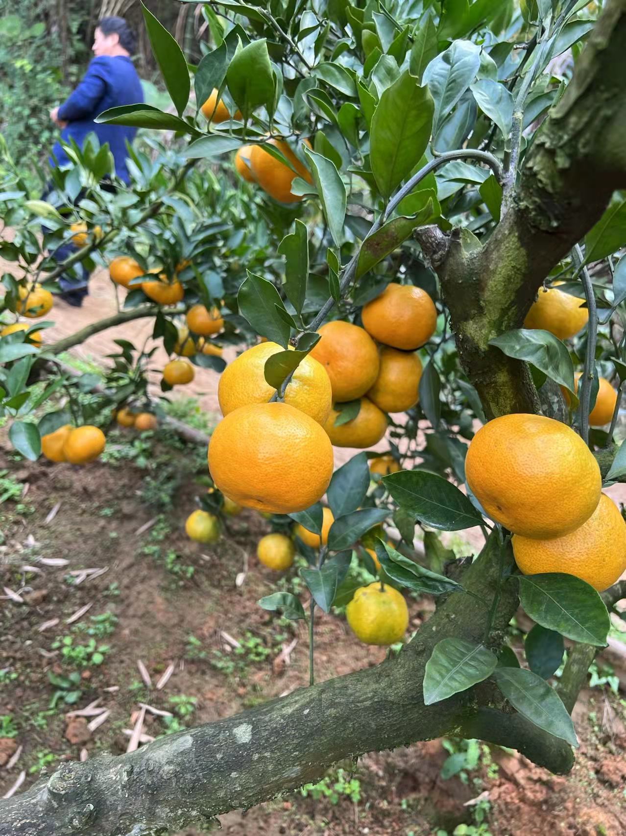 11月柑橘施肥管理要点,十一月份柑橘怎样管理