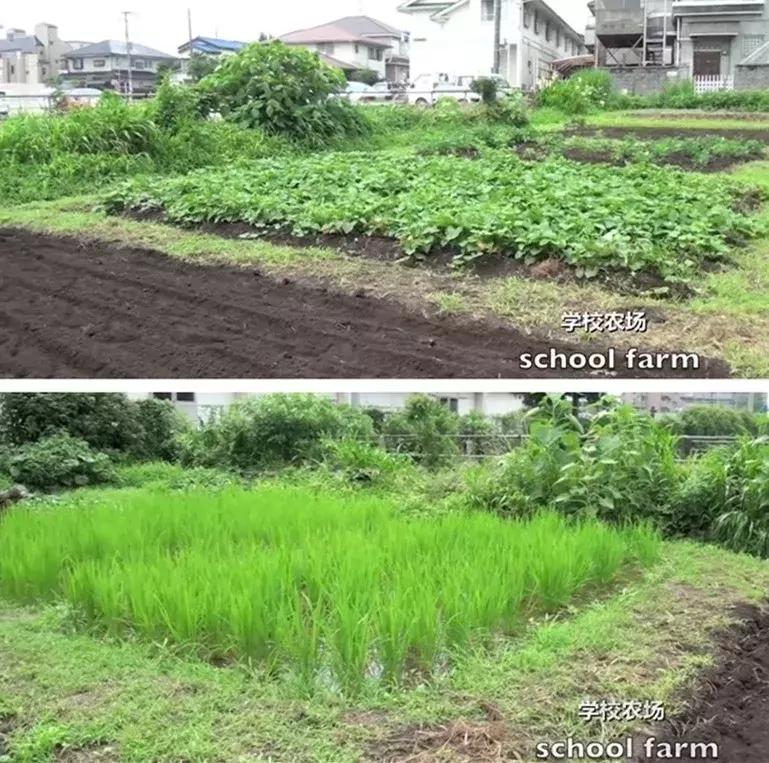 日本小学10元钱的午餐,日本学生午餐10元一个