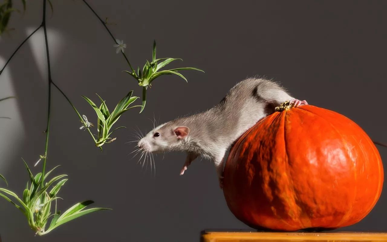 特别的萌给特别的你