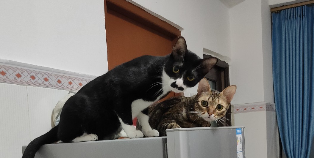 猫咪生病了不吃猫粮但是吃营养膏,猫咪生病怎么治疗最好