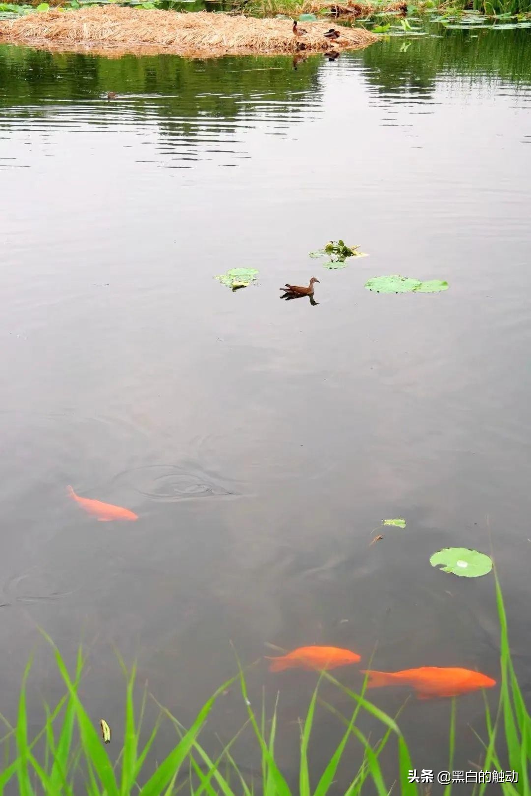 北京的名胜古迹长城,长城故宫名胜古迹