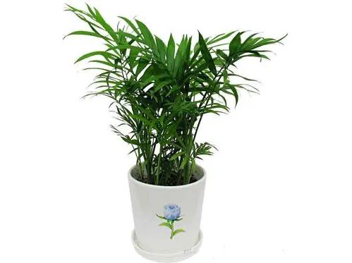 盆栽袖珍椰子养殖视频播放,袖珍椰树盆栽怎么养