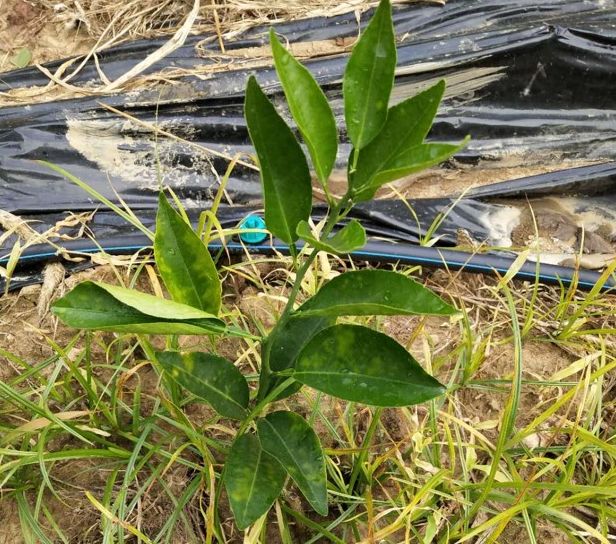 柑橘药害怎么补救最快最有效,柑橘药害的补救方法大全