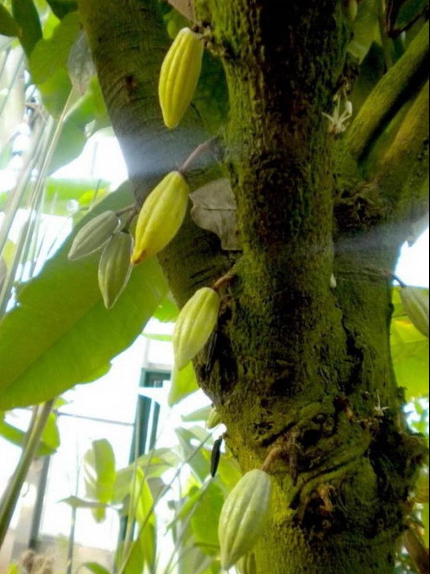 百种味道的果子,四季百种果子图片