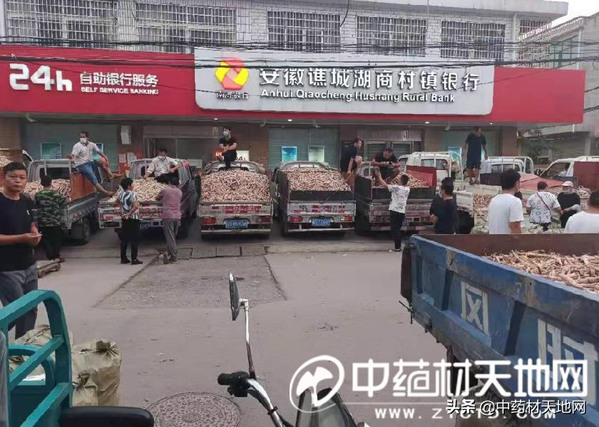 2021年白芍中药材行情分析,白芍2025年行情预测