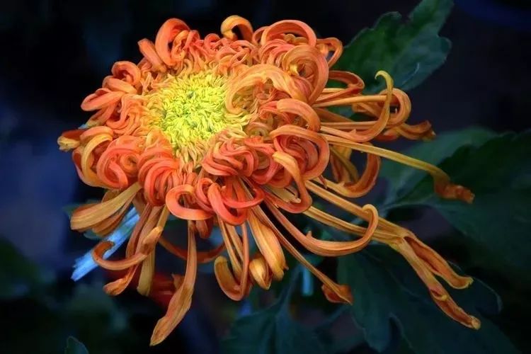 花中四君子菊花国画用笔,花中四君子菊花高清图片