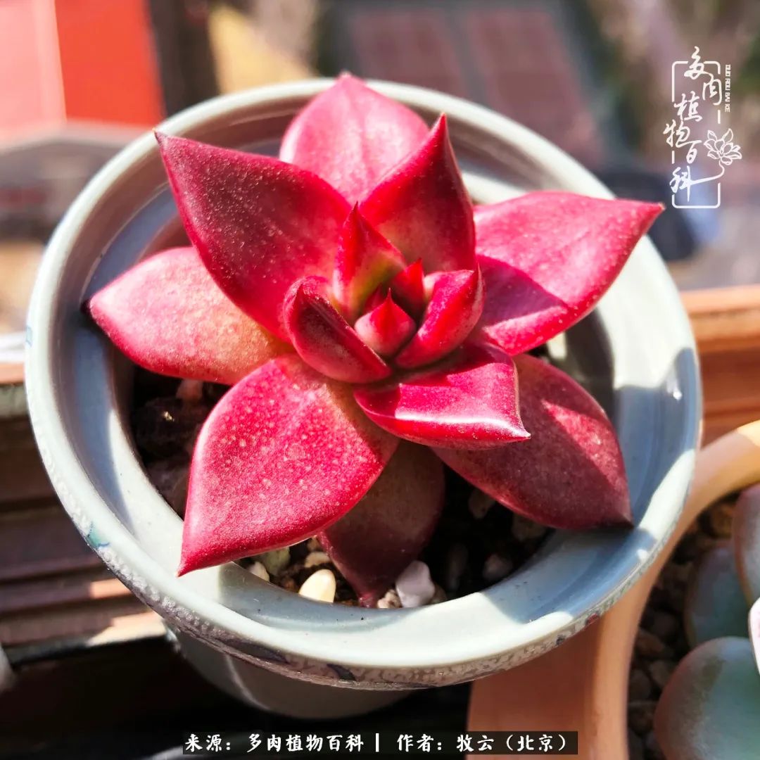 多肉植物生活,多肉生活充满诗意