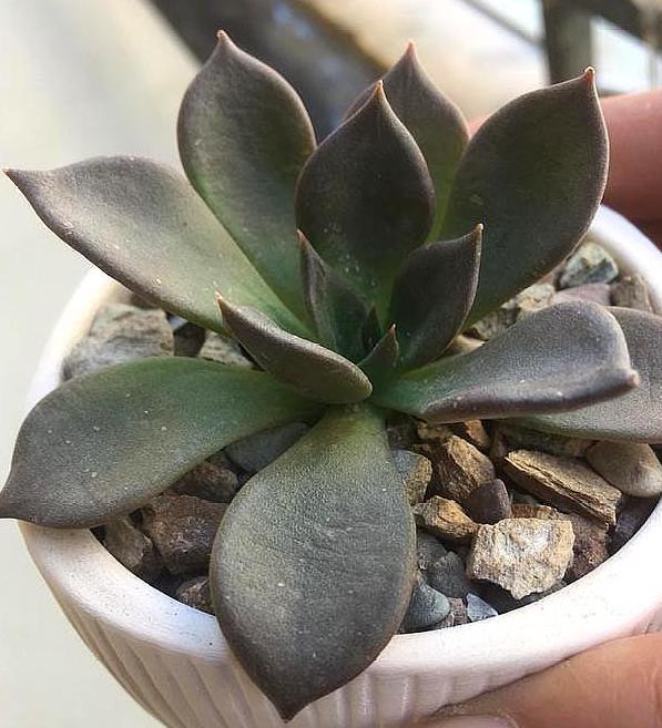 多肉虹之玉叶子变黄褶皱,多肉薄叶蓝鸟叶子褶皱