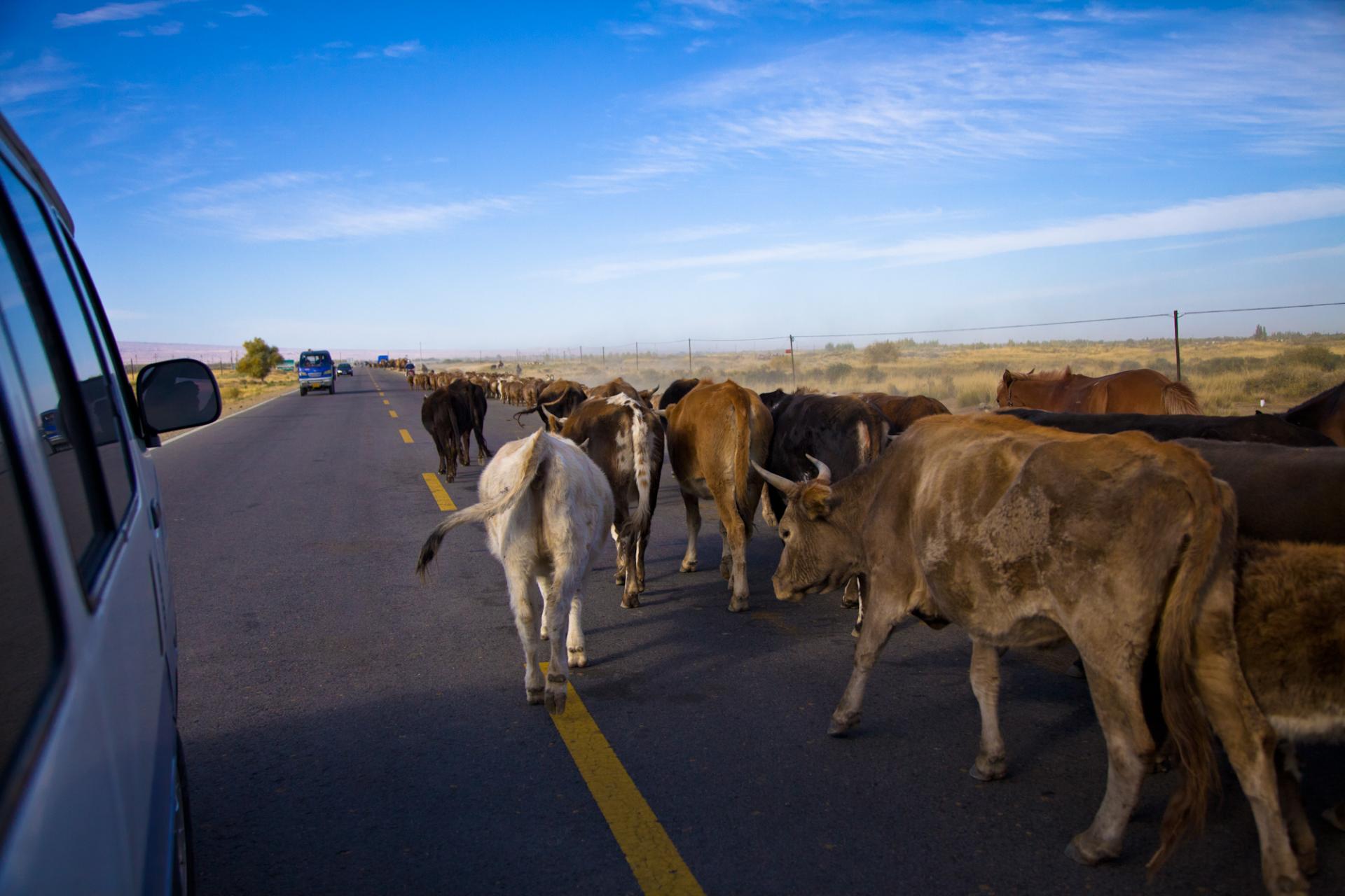货车撞上牛群当场撞死14头牛,货车撞上牛群致14头牛当场死亡