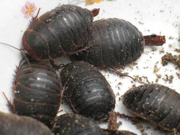 养殖土元靠谱吗,土元致富它究竟隐藏了多少陷阱