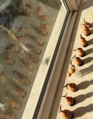 老盘葫芦怎么盘又光又亮,新入手的葫芦怎么盘效果最好