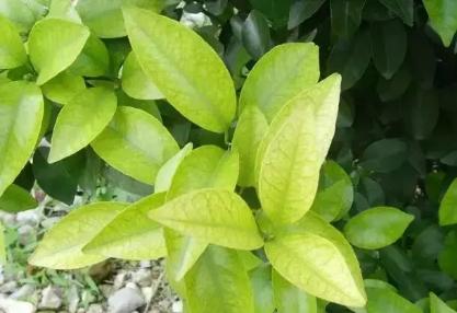 柑橘叶片发黄是什么原因引起的,柑橘落叶叶片发黄主要是根系不好