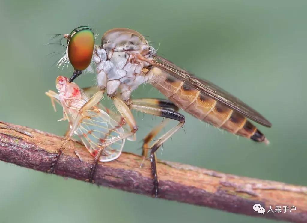 人工养殖的天敌昆虫,昆虫天敌大全