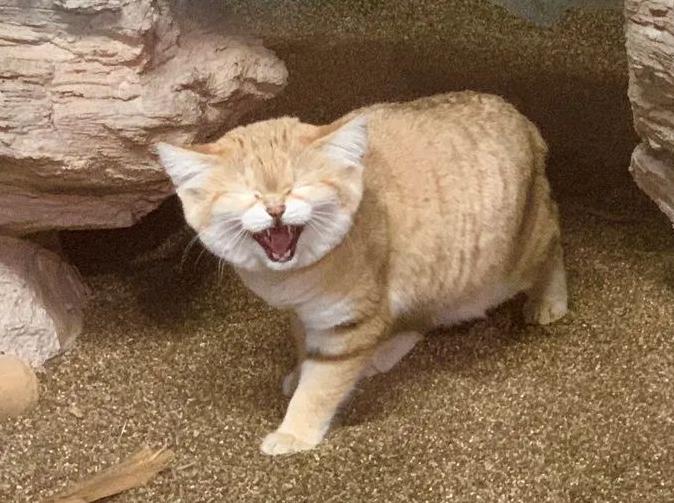 喂了很久的流浪猫要被人领养了,生活在沙漠的猫科