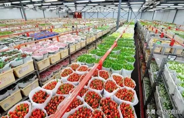 错过郁金香的阿姆斯特丹,荷兰赏花景点推荐