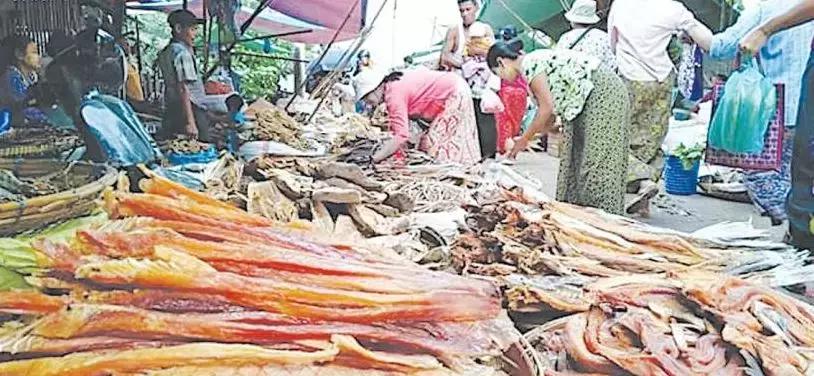 巴沙鱼进口量到中国,中国缅甸巴沙鱼