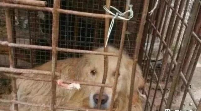 狗肉馆里的狗狗有德牧吗,狗肉场的牧羊犬