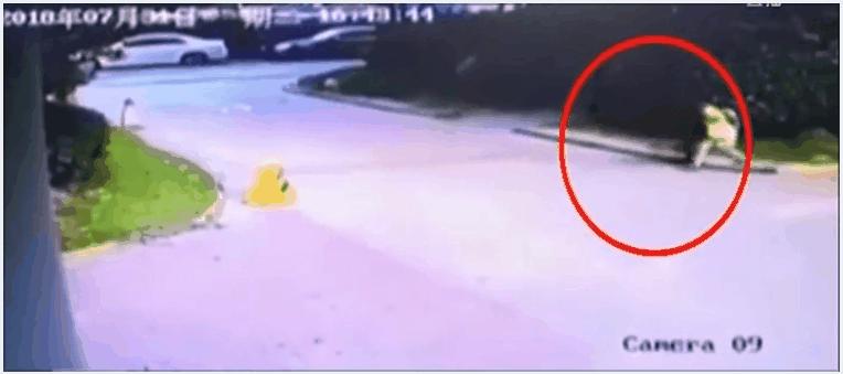 河北保定女童被2恶犬咬死，教你遇到恶犬咬人如何自救和救人