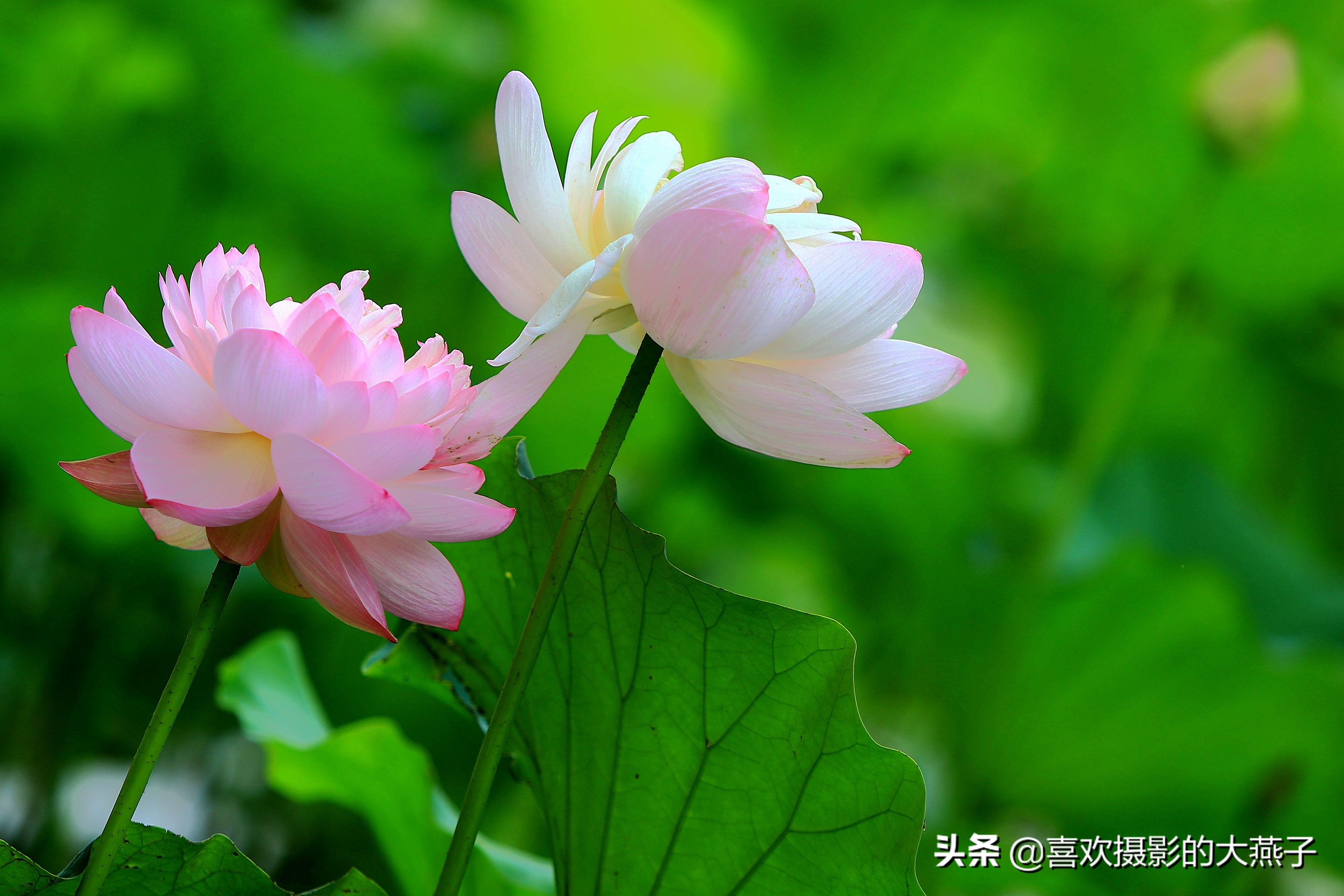 紫竹院京城景区,京城皇家御河紫竹院