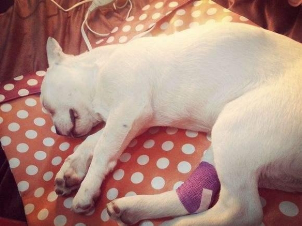 狗狗细小用什么土方法治疗,细小狗狗奄奄一息能救活吗