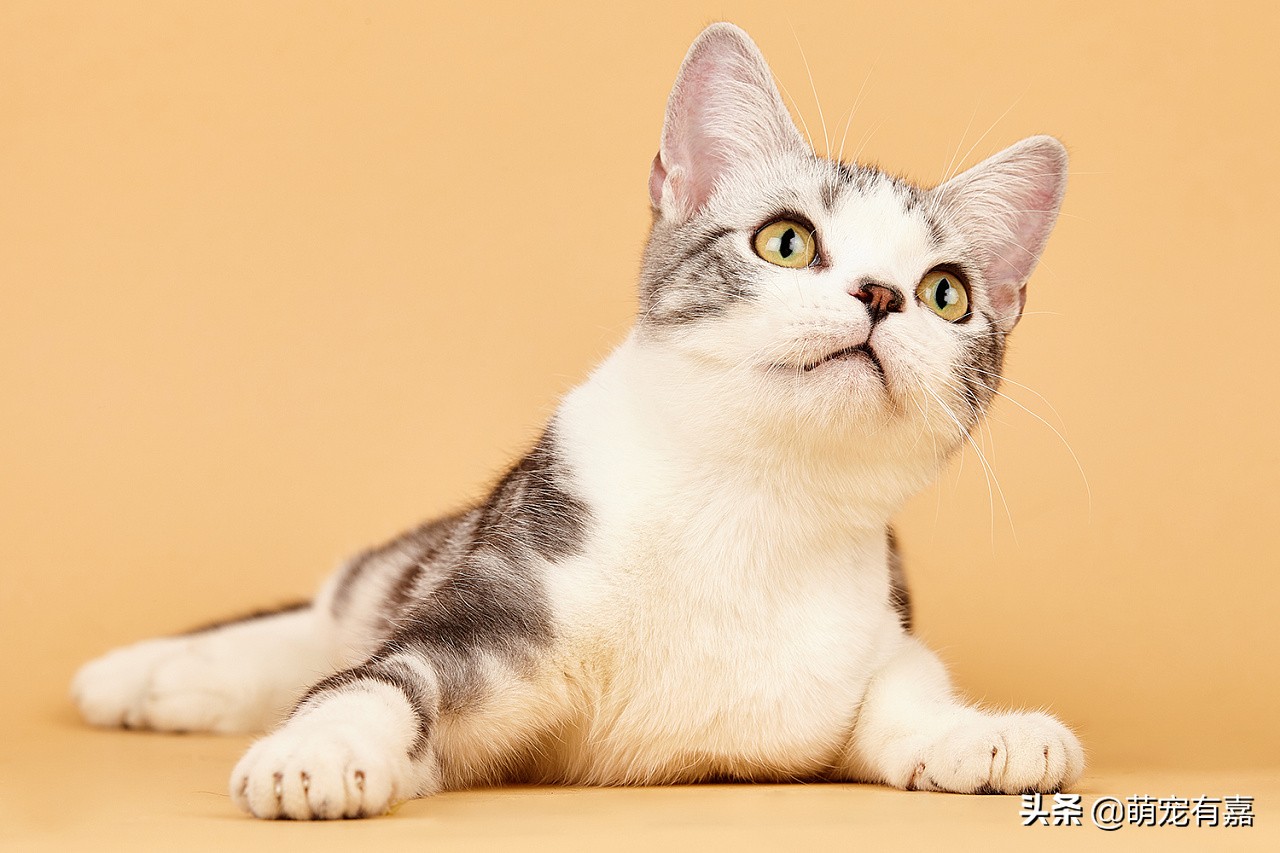 猫鼻支炎病毒是怎么感染的,猫传染性鼻气管炎的病原是