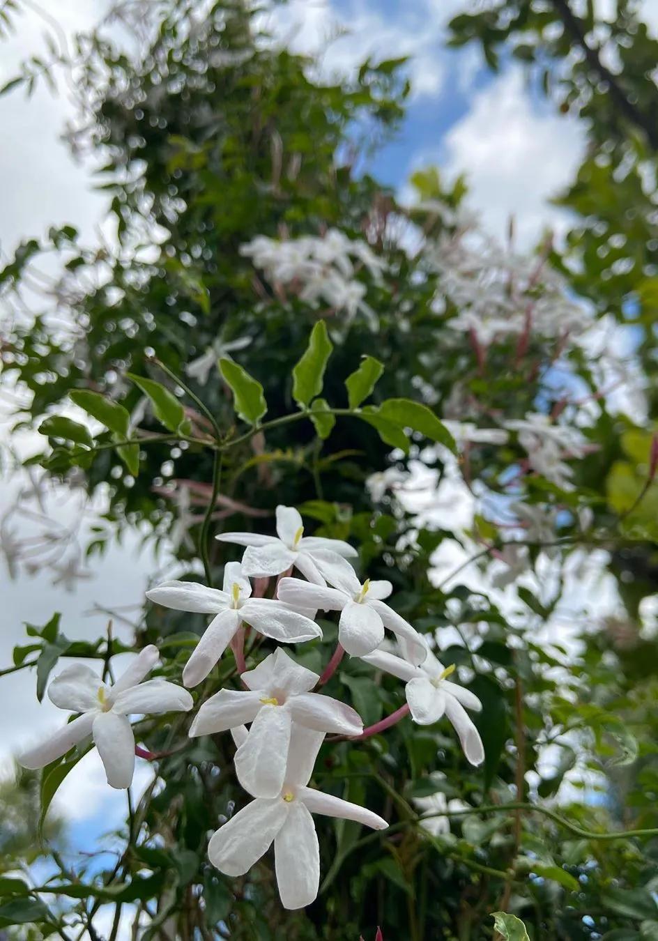 只闻过英国梨，你闻过法国伏茄梨？——玛帝尔德浪漫果香