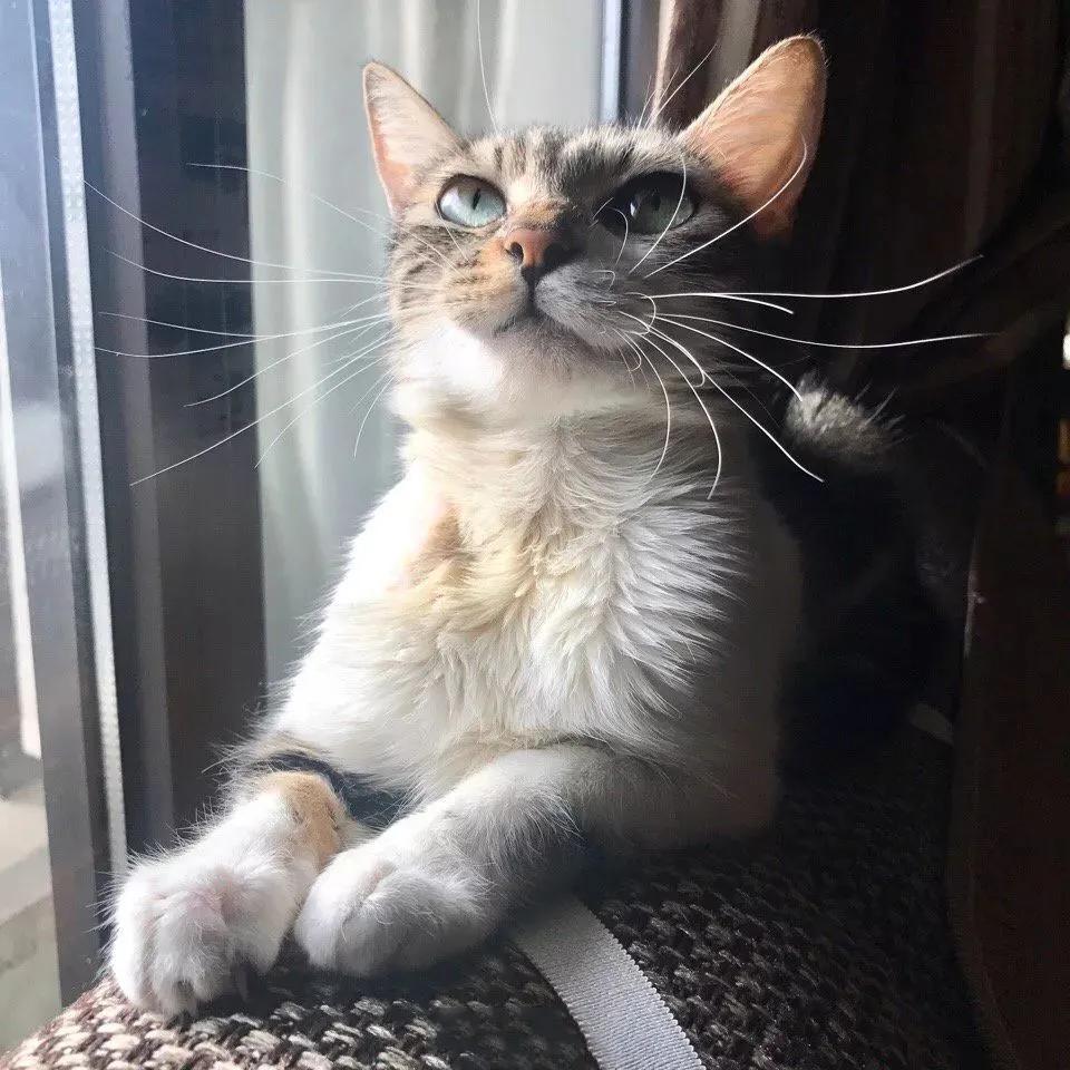 猫咪胡须对猫有什么影响,猫咪的胡子能招财吗