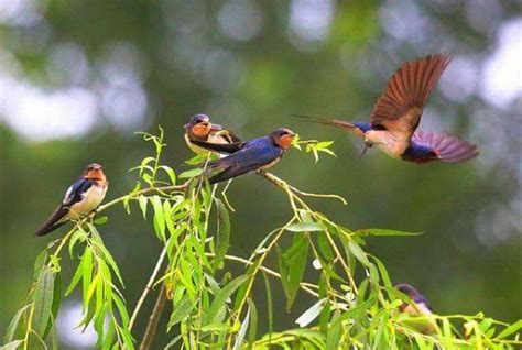 家燕鸟是几级保护动物,家燕是最聪明的鸟类吗