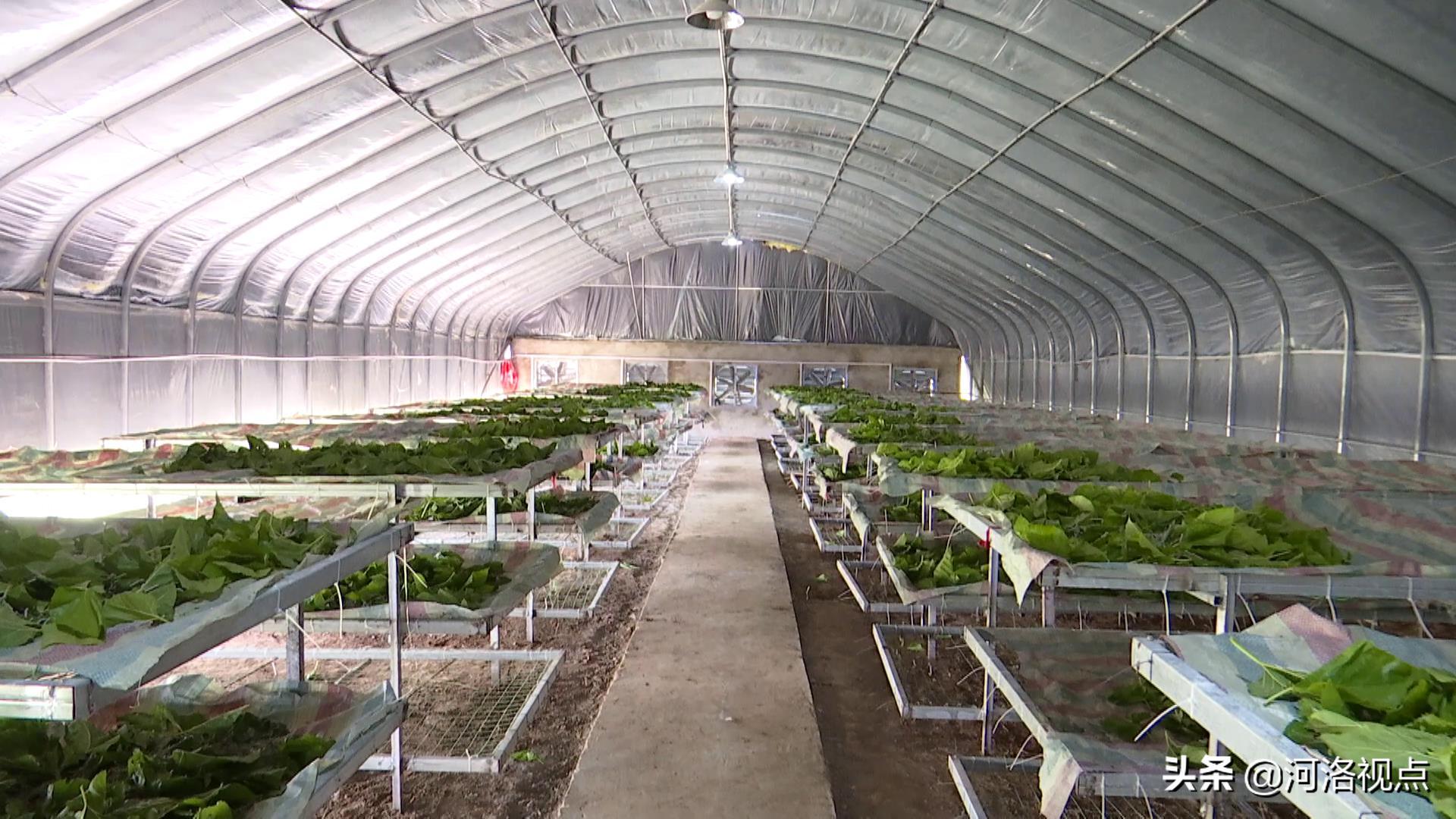 河南嵩县养蚕基地,养蚕织出脱贫致富路