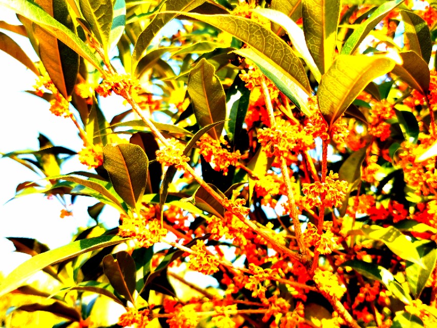 金秋十月金灿灿的桂花又香又美丽,又香又美的红桂花