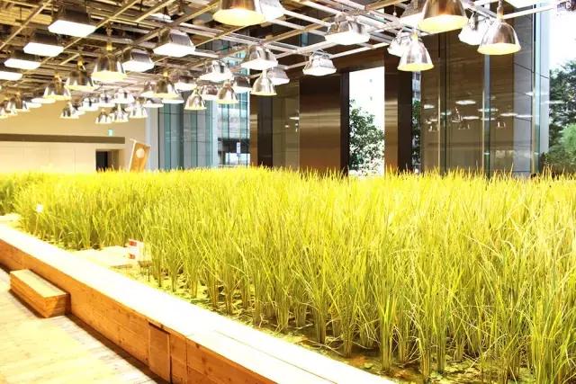 办公室里也能开挖掘机,办公室可以种葡萄