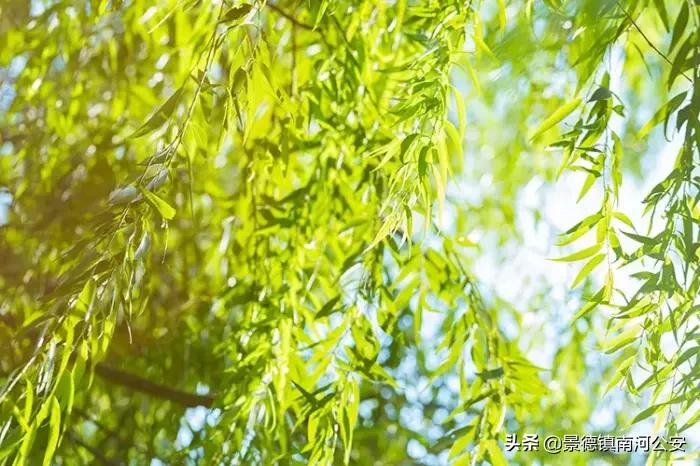 苏轼关于春天10首经典诗词,45首最美诗词送给春天可打印