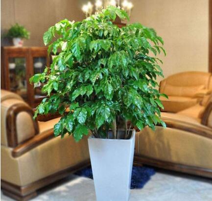 7种象征吉祥好运花,什么花好看又好养寓意好