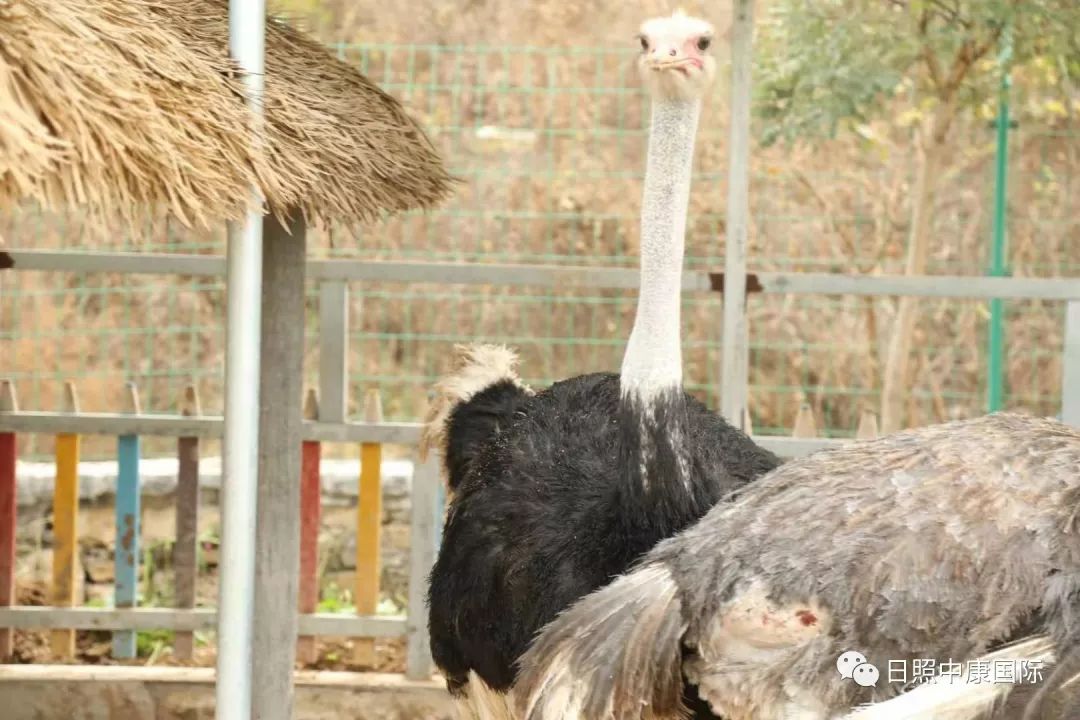 「日照中康国际健康管理医院」一场说走就走的团建之旅