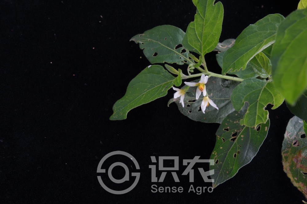 抗癌草第一名龙葵,龙葵抗癌第一名草