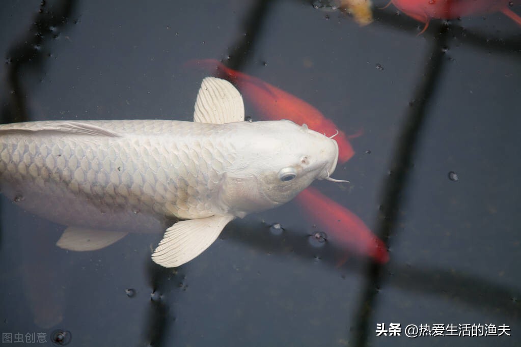 锦鲤烂嘴怎么治好得快,治疗锦鲤烂嘴的好方法