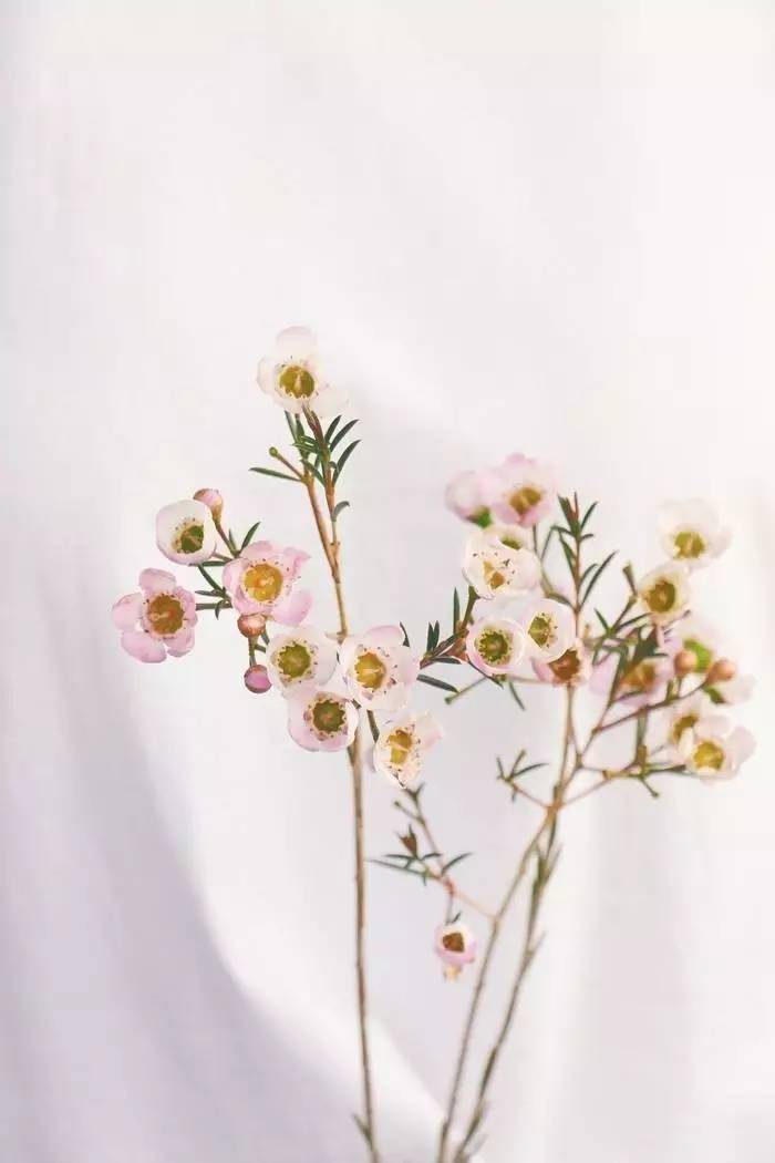 今年有哪些年宵花,春节6种年宵花推荐颜值高寓意好