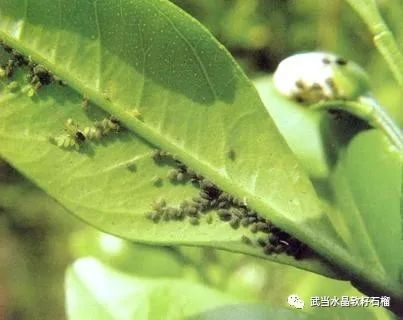 石榴生虫的视频,石榴生虫用什么方法好
