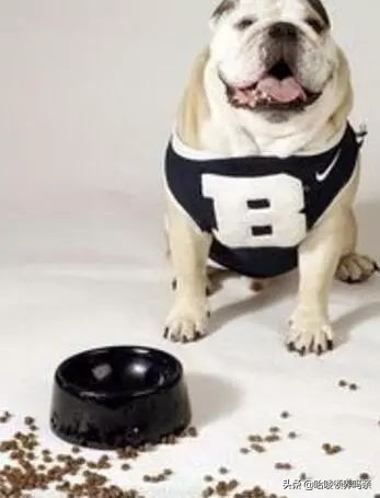 狗狗出现呕吐是什么原因造成的呢,狗狗呕吐的这4个原因