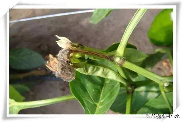 辣椒的灰霉病体现是什么症状,辣椒灰霉病会黄叶掉叶子吗