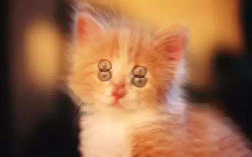 长期佩戴隐形眼镜如何护眼,戴了隐形几小时可以验光