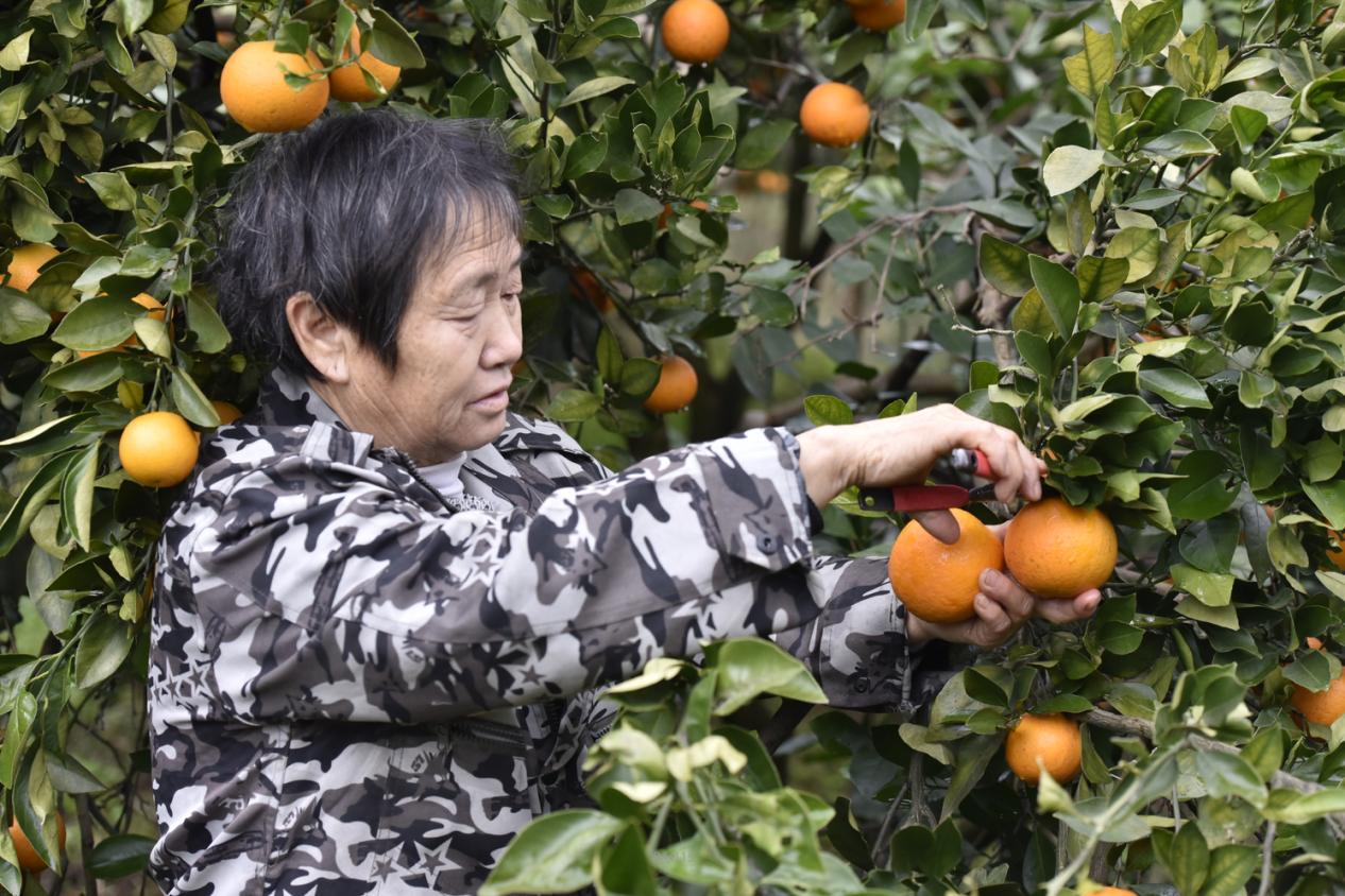 免狐扶贫项目上线,为麻阳甜橙解决销路难题