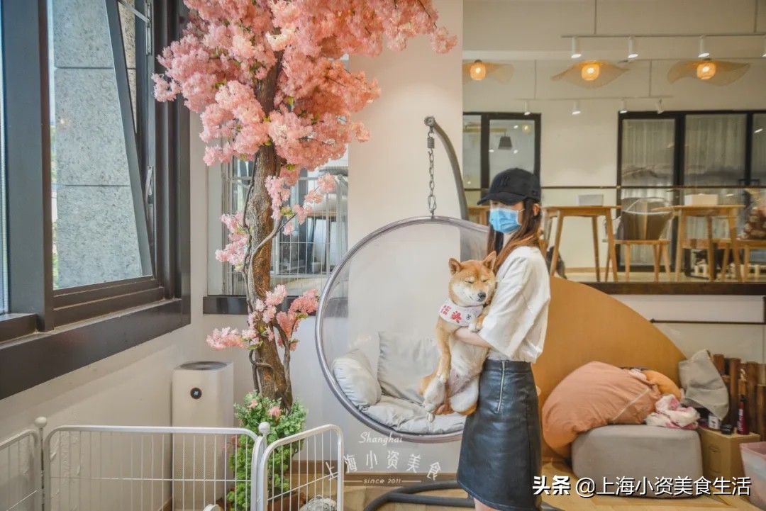 豆柴犬幼犬直播,豆柴是一只非常可爱的小狗