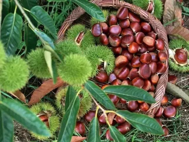 山东7月份有哪些水果可以采摘,山东10月份有什么水果可以采摘