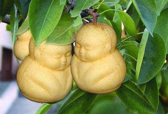 人参果盗取五庄观镇元子法宝,西游记五庄观发生了什么事