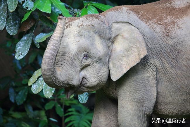 50种珍稀保护动物,为什么人类应该保护濒危物种