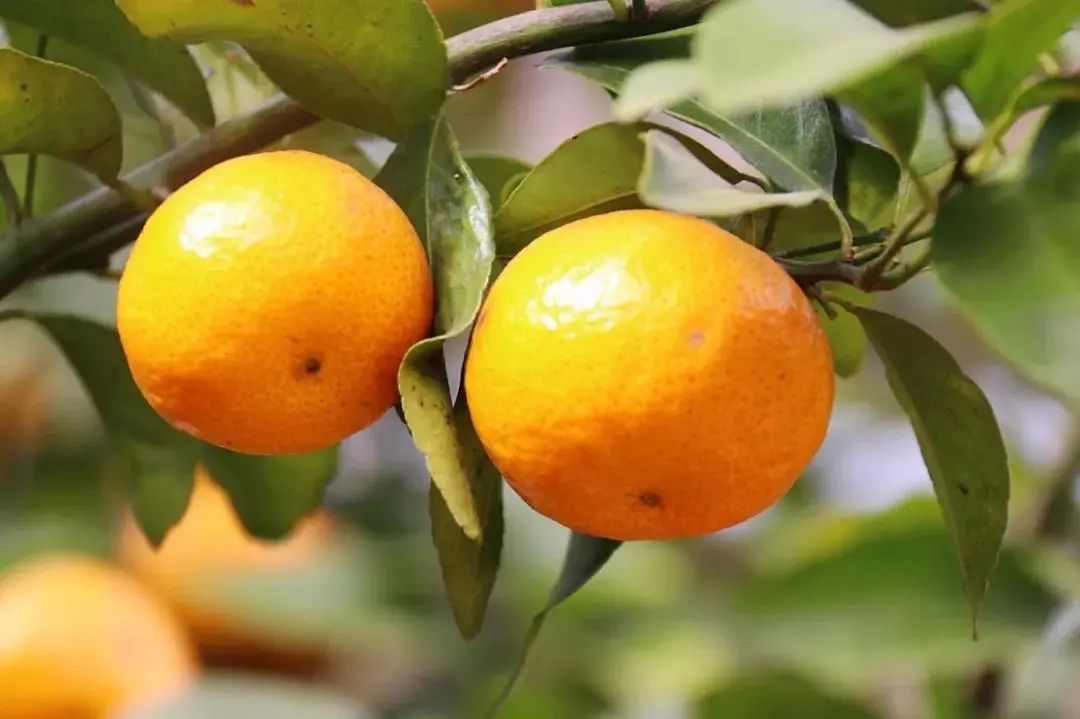 清远冬季水果,清远冬季水果采摘