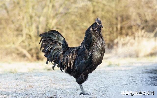 世界上最贵的几种食材有哪些,世界上最贵最顶级的食材