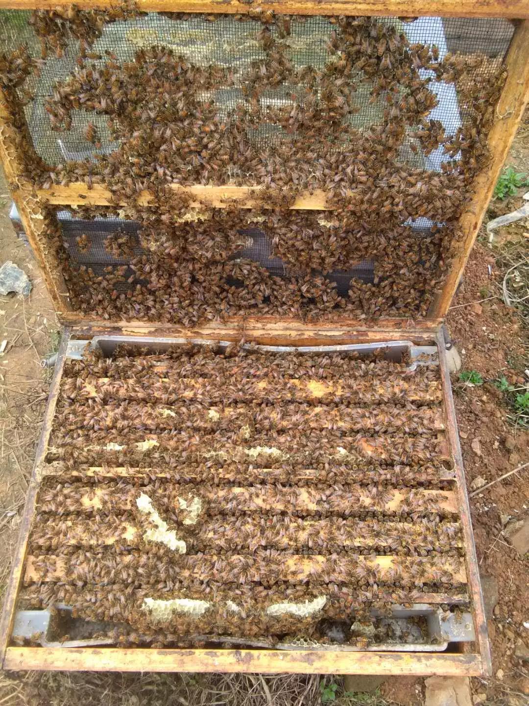 蜜蜂春繁遇到下雪怎么办,蜜蜂春繁蜂箱怎么处理